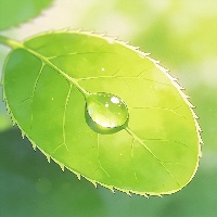 石*霖